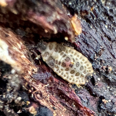 Neuroctenus (genus) (A flat bug) at Mount Dandenong, VIC - 22 Sep 2025 by Hejor1