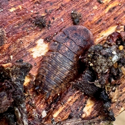 Laxta sp. (genus) (Bark cockroach) at Mount Dandenong, VIC - 22 Sep 2025 by Hejor1