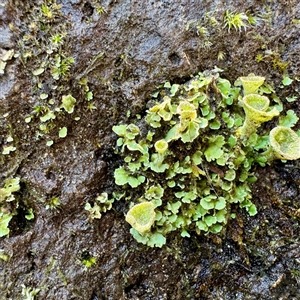 Lunularia cruciata at Olinda, VIC - 22 Sep 2025 by Hejor1