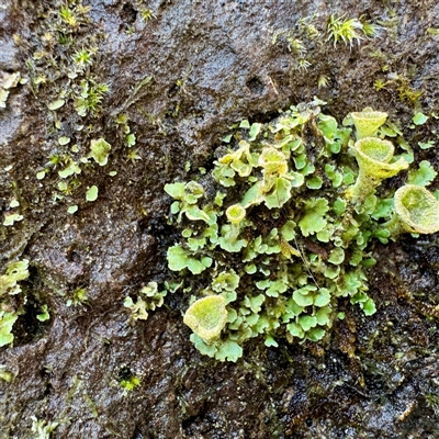 Lunularia cruciata at Olinda, VIC - 22 Sep 2025 by Hejor1