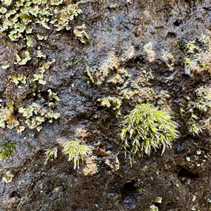 Grimmia sp. at Olinda, VIC - 22 Sep 2025 by Hejor1