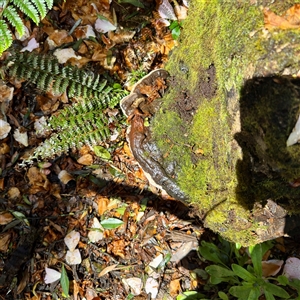 Ganoderma at Olinda, VIC - 22 Sep 2025 by Hejor1