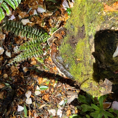 Ganoderma at Olinda, VIC - 22 Sep 2025 by Hejor1