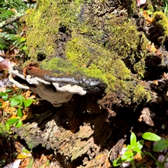 Ganoderma at Olinda, VIC - 22 Sep 2025 12:21 PM