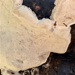 Ganoderma at Olinda, VIC - 22 Sep 2025 12:21 PM