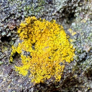 Xanthoria sp. (genus) at Olinda, VIC - 22 Sep 2025 by Hejor1