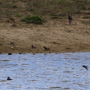 Hirundo neoxena (Welcome Swallow) at Gordon, ACT - 22 Sep 2025 by RodDeb