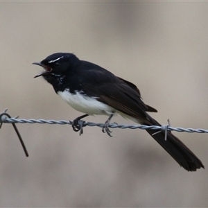 Rhipidura leucophrys (Willie Wagtail) at Gordon, ACT - 22 Sep 2025 by RodDeb