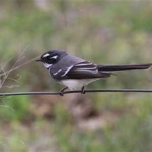 Rhipidura albiscapa (Grey Fantail) at Gordon, ACT - 22 Sep 2025 by RodDeb