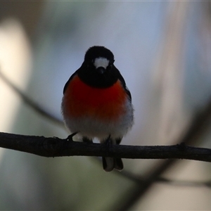 Petroica boodang (Scarlet Robin) at Gordon, ACT - 22 Sep 2025 by RodDeb