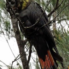 Calyptorhynchus lathami lathami (Glossy Black-Cockatoo) at Marulan, NSW - 1 Nov 2020 by GITM1