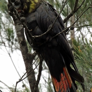 Calyptorhynchus lathami lathami (Glossy Black-Cockatoo) at Marulan, NSW - 1 Nov 2020 by GITM1