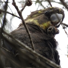 Calyptorhynchus lathami lathami at Marulan, NSW - suppressed