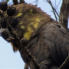 Calyptorhynchus lathami lathami at Marulan, NSW - suppressed