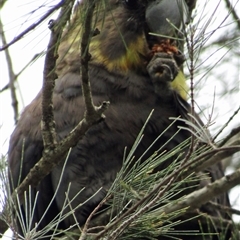 Calyptorhynchus lathami lathami at Marulan, NSW - suppressed