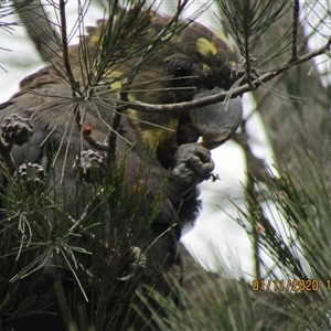 Calyptorhynchus lathami lathami at Marulan, NSW - suppressed