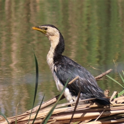 Microcarbo melanoleucos (Little Pied Cormorant) at Mitchell, ACT - 23 Mar 2022 by AndyRoo