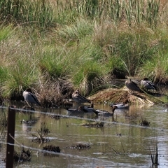 Chenonetta jubata (Australian Wood Duck) at Mitchell, ACT - 23 Mar 2022 by AndyRoo