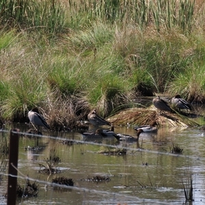 Chenonetta jubata (Australian Wood Duck) at Mitchell, ACT - 23 Mar 2022 by AndyRoo