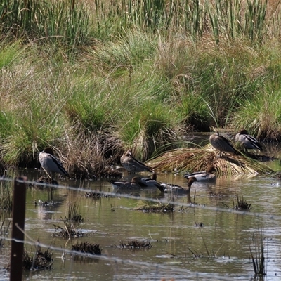 Chenonetta jubata (Australian Wood Duck) at Mitchell, ACT - 23 Mar 2022 by AndyRoo