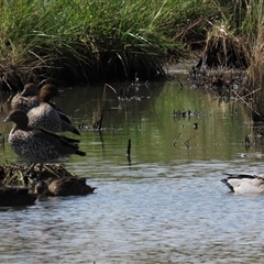 Anas superciliosa (Pacific Black Duck) at Mitchell, ACT - 23 Mar 2022 by AndyRoo