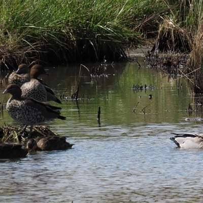 Anas superciliosa (Pacific Black Duck) at Mitchell, ACT - 23 Mar 2022 by AndyRoo