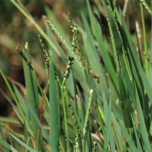 Paspalum distichum (Water Couch) at Mitchell, ACT - 23 Mar 2022 by AndyRoo