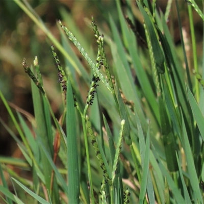 Paspalum distichum (Water Couch) at Mitchell, ACT - 23 Mar 2022 by AndyRoo