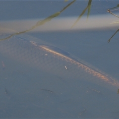 Cyprinus carpio (Common Carp) at Mitchell, ACT - 23 Mar 2022 by AndyRoo