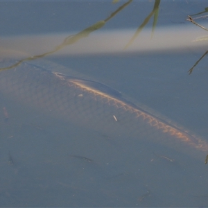 Cyprinus carpio (Common Carp) at Mitchell, ACT - 23 Mar 2022 by AndyRoo