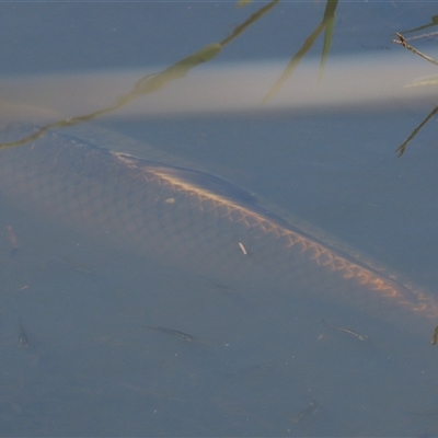 Cyprinus carpio (Common Carp) at Mitchell, ACT - 23 Mar 2022 by AndyRoo