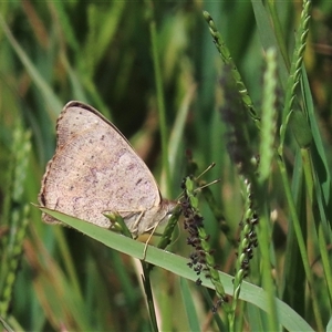 Junonia villida (Meadow Argus) at Mitchell, ACT - 23 Mar 2022 by AndyRoo