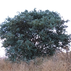 Acacia baileyana (Cootamundra Wattle, Golden Mimosa) at Franklin, ACT - 23 Mar 2022 by AndyRoo