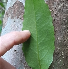 Doryphora sassafras at Pappinbarra, NSW - 19 Aug 2025 by jonvanbeest