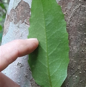 Doryphora sassafras at Pappinbarra, NSW - 19 Aug 2025 by jonvanbeest