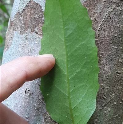 Doryphora sassafras at Pappinbarra, NSW - 19 Aug 2025 by jonvanbeest
