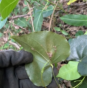 Sarcopetalum harveyanum at Blackbutt, NSW - 23 Sep 2025 by Wllm7