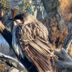 Anthochaera carunculata (Red Wattlebird) at Gundaroo, NSW - 23 Sep 2025 by Gunyijan