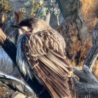 Anthochaera carunculata (Red Wattlebird) at Gundaroo, NSW - 23 Sep 2025 by Gunyijan