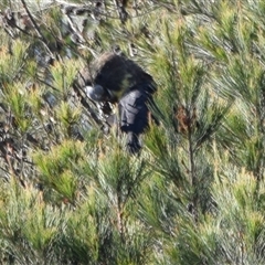 Calyptorhynchus lathami lathami (Glossy Black-Cockatoo) at Windellama, NSW - 8 Dec 2018 by GITM2