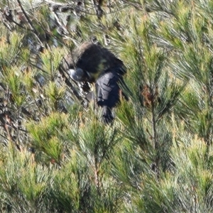 Calyptorhynchus lathami lathami (Glossy Black-Cockatoo) at Windellama, NSW - 8 Dec 2018 by GITM2