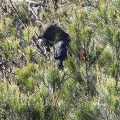 Calyptorhynchus lathami lathami (Glossy Black-Cockatoo) at Windellama, NSW - 8 Dec 2018 by GITM2