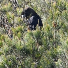 Calyptorhynchus lathami lathami at Windellama, NSW - suppressed