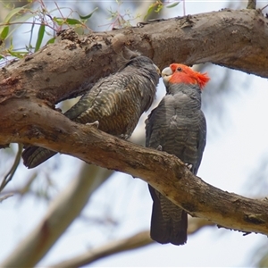 Callocephalon fimbriatum (Gang-gang Cockatoo) at Cook, ACT - 19 Sep 2025 by Rheardy