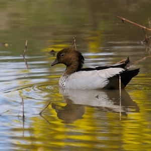 Chenonetta jubata (Australian Wood Duck) at Cook, ACT - 21 Sep 2025 by Rheardy