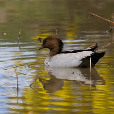 Chenonetta jubata (Australian Wood Duck) at Cook, ACT - 21 Sep 2025 by Rheardy