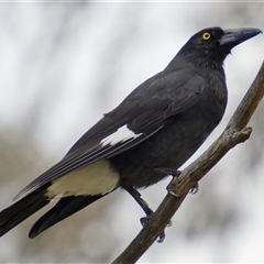 Strepera graculina (Pied Currawong) at Cook, ACT - 21 Sep 2025 by Rheardy