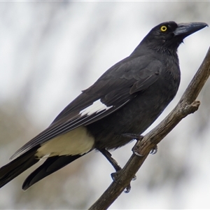 Strepera graculina (Pied Currawong) at Cook, ACT - 21 Sep 2025 by Rheardy