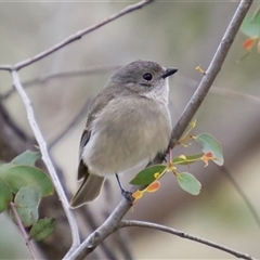 Pachycephala pectoralis (Golden Whistler) at Aranda, ACT - 21 Sep 2025 by Rheardy