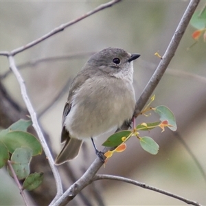 Pachycephala pectoralis (Golden Whistler) at Aranda, ACT - 21 Sep 2025 by Rheardy